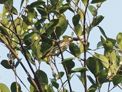 Dicaeum chrysorrheum