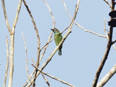 Psilopogon duvaucelii