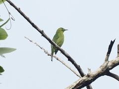 Chloropsis sonnerati