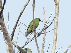 Chloropsis sonnerati