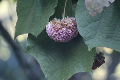 Dombeya