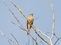 Cacomantis merulinus