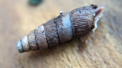 Alinda biplicata