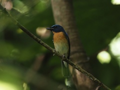 Cyornis glaucicomans
