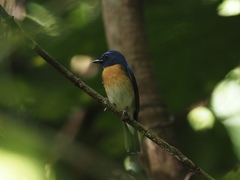 Cyornis glaucicomans