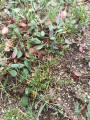 Spergula