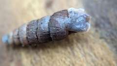 Alinda biplicata