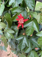 Coccinea