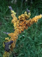 Xanthoria parietina
