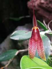 Restrepia