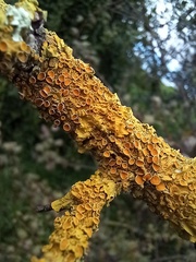Xanthoria parietina