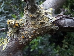 Xanthoria parietina