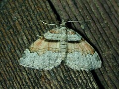 Xanthorhoe labradorensis