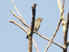 Dicaeum chrysorrheum