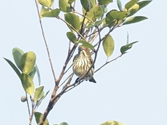 Dicaeum chrysorrheum