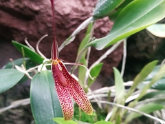 Restrepia