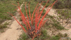 Gasteria nitida armstrongii