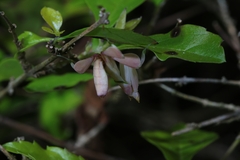 Hymenopus coronatus