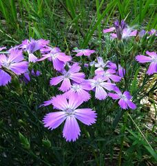 Dianthus chinensis