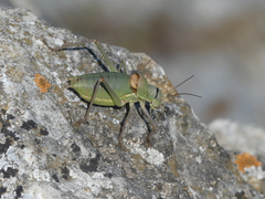 Ephippiger terrestris terrestris