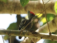 Hemicircus concretus