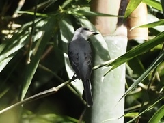 Pericrocotus divaricatus