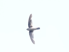 Aerodramus germani