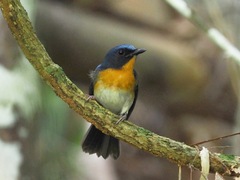 Cyornis sumatrensis