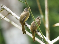 Pycnonotus finlaysoni