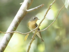 Ficedula mugimaki