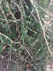 Hatiora salicornoides