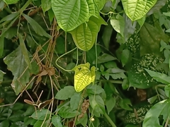 Papilio polytes romulus