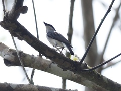 Hemipus hirundinaceus