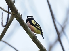 Eurylaimus ochromalus