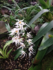 Oncidium cirrhosum