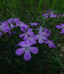 Dianthus chinensis