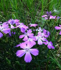 Dianthus chinensis