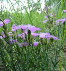 Dianthus chinensis
