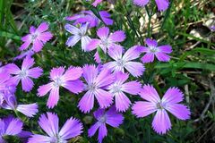 Dianthus chinensis