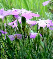 Dianthus chinensis