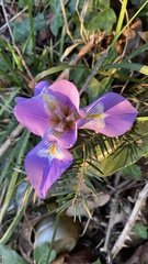 Iris unguicularis
