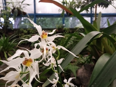 Oncidium cirrhosum