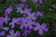 Dianthus chinensis