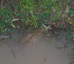Crocodylus suchus