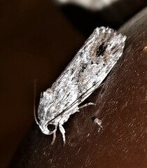 Agriophara confertella