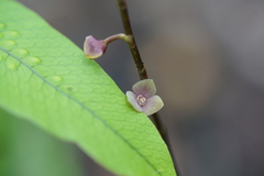 Stelis superbiens