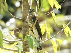 Hierococcyx sparverioides