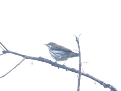 Dicaeum chrysorrheum