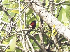 Leptocoma brasiliana