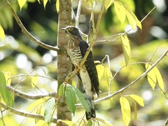 Hierococcyx sparverioides
